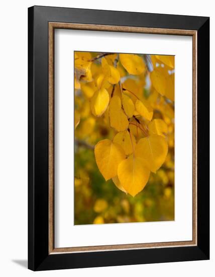 USA, Colorado, Vindicator Valley Trail. Historic gold mining district. Yellow aspens along path.-Cindy Miller Hopkins-Framed Photographic Print