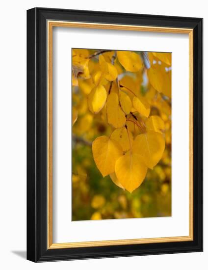 USA, Colorado, Vindicator Valley Trail. Historic gold mining district. Yellow aspens along path.-Cindy Miller Hopkins-Framed Photographic Print