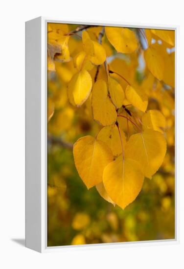 USA, Colorado, Vindicator Valley Trail. Historic gold mining district. Yellow aspens along path.-Cindy Miller Hopkins-Framed Premier Image Canvas