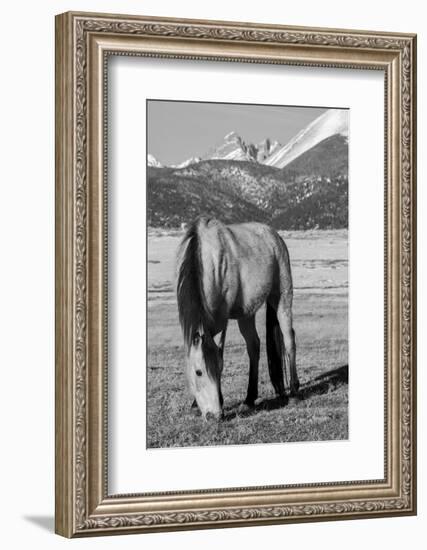 USA, Colorado, Westcliffe. Buckskin horse.-Cindy Miller Hopkins-Framed Photographic Print