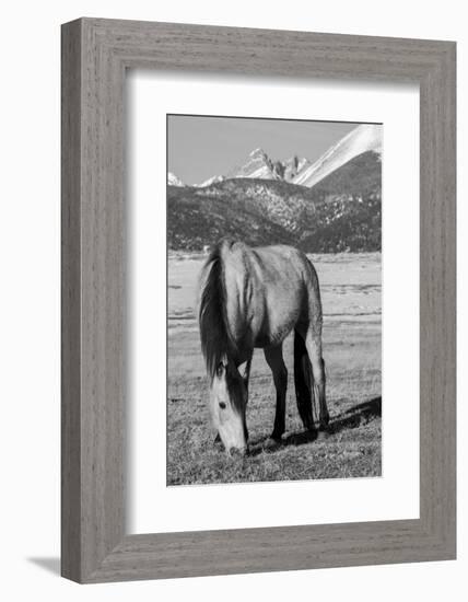 USA, Colorado, Westcliffe. Buckskin horse.-Cindy Miller Hopkins-Framed Photographic Print