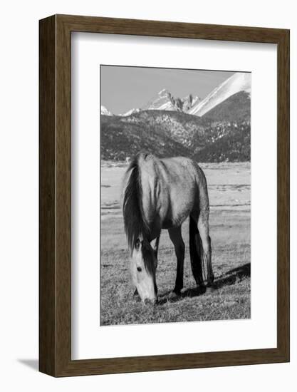 USA, Colorado, Westcliffe. Buckskin horse.-Cindy Miller Hopkins-Framed Photographic Print