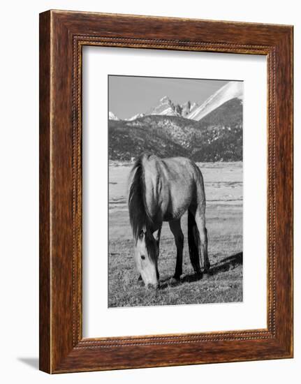 USA, Colorado, Westcliffe. Buckskin horse.-Cindy Miller Hopkins-Framed Photographic Print