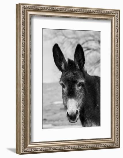 USA, Colorado, Westcliffe. Cute old ranch donkey, face detail.-Cindy Miller Hopkins-Framed Photographic Print