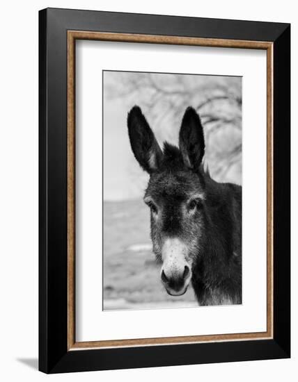 USA, Colorado, Westcliffe. Cute old ranch donkey, face detail.-Cindy Miller Hopkins-Framed Photographic Print