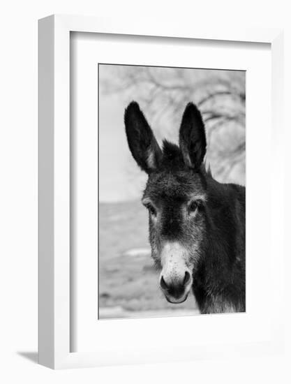 USA, Colorado, Westcliffe. Cute old ranch donkey, face detail.-Cindy Miller Hopkins-Framed Photographic Print