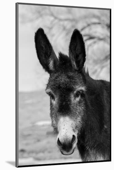 USA, Colorado, Westcliffe. Cute old ranch donkey, face detail.-Cindy Miller Hopkins-Mounted Photographic Print