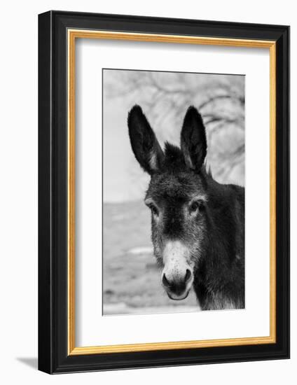 USA, Colorado, Westcliffe. Cute old ranch donkey, face detail.-Cindy Miller Hopkins-Framed Photographic Print