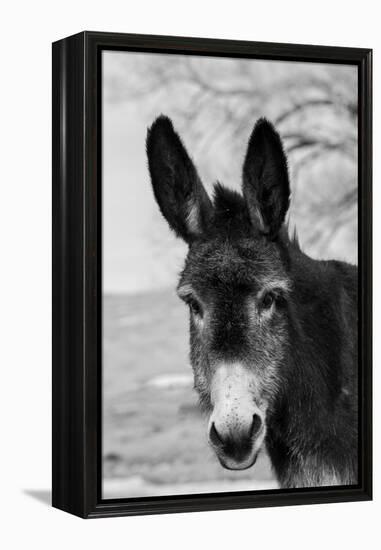 USA, Colorado, Westcliffe. Cute old ranch donkey, face detail.-Cindy Miller Hopkins-Framed Premier Image Canvas