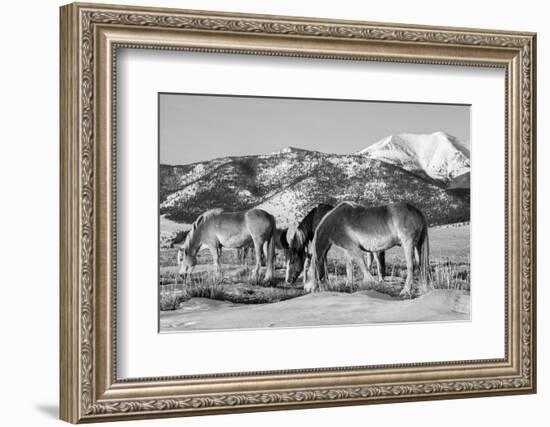 USA, Colorado, Westcliffe. Herd of horses with Rocky Mountains.-Cindy Miller Hopkins-Framed Photographic Print