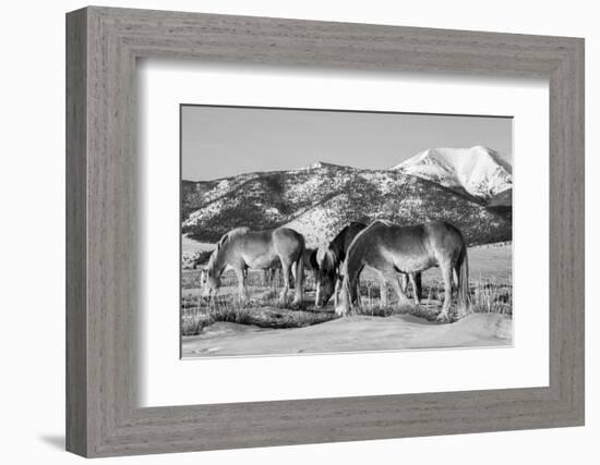 USA, Colorado, Westcliffe. Herd of horses with Rocky Mountains.-Cindy Miller Hopkins-Framed Photographic Print