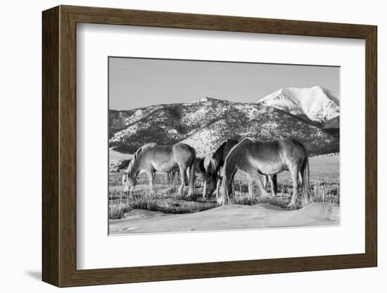 USA, Colorado, Westcliffe. Herd of horses with Rocky Mountains.-Cindy Miller Hopkins-Framed Photographic Print