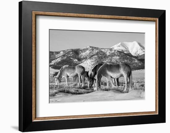 USA, Colorado, Westcliffe. Herd of horses with Rocky Mountains.-Cindy Miller Hopkins-Framed Photographic Print