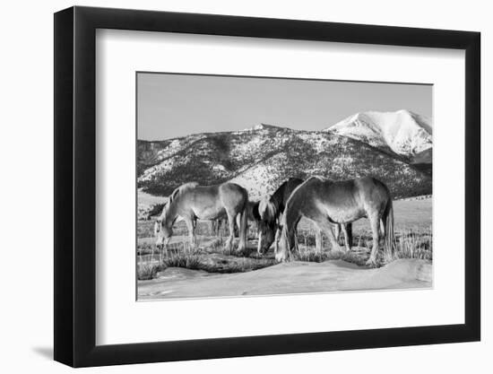 USA, Colorado, Westcliffe. Herd of horses with Rocky Mountains.-Cindy Miller Hopkins-Framed Photographic Print