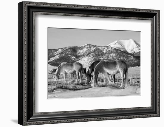 USA, Colorado, Westcliffe. Herd of horses with Rocky Mountains.-Cindy Miller Hopkins-Framed Photographic Print