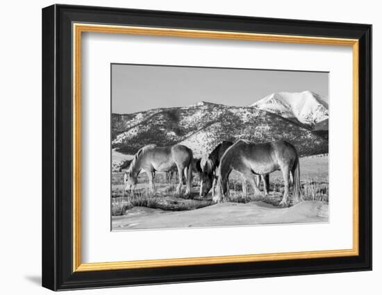 USA, Colorado, Westcliffe. Herd of horses with Rocky Mountains.-Cindy Miller Hopkins-Framed Photographic Print