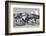 USA, Colorado, Westcliffe. Herd of horses with Rocky Mountains.-Cindy Miller Hopkins-Framed Photographic Print