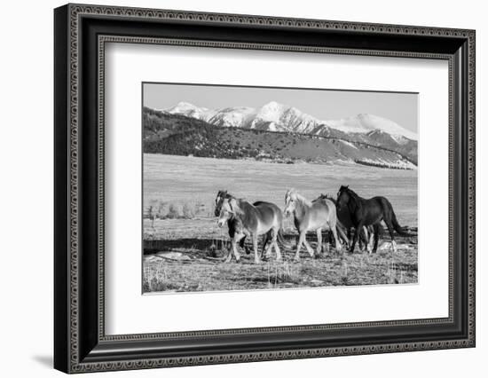 USA, Colorado, Westcliffe. Herd of horses.-Cindy Miller Hopkins-Framed Photographic Print