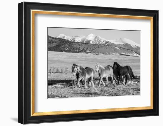 USA, Colorado, Westcliffe. Herd of horses.-Cindy Miller Hopkins-Framed Photographic Print