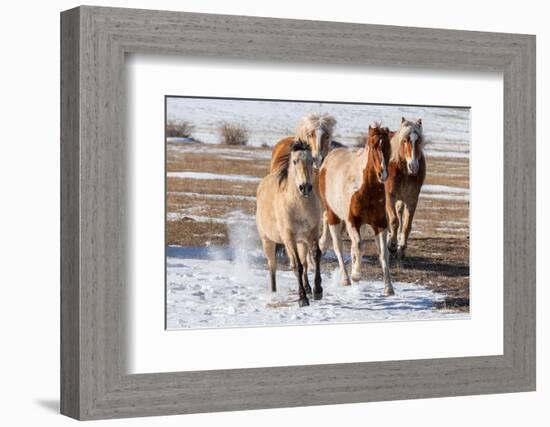 USA, Colorado, Westcliffe. Herd of mixed breed horses running in the snow.-Cindy Miller Hopkins-Framed Photographic Print