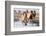 USA, Colorado, Westcliffe. Herd of mixed breed horses running in the snow.-Cindy Miller Hopkins-Framed Photographic Print