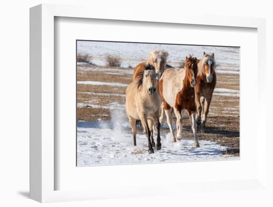 USA, Colorado, Westcliffe. Herd of mixed breed horses running in the snow.-Cindy Miller Hopkins-Framed Photographic Print