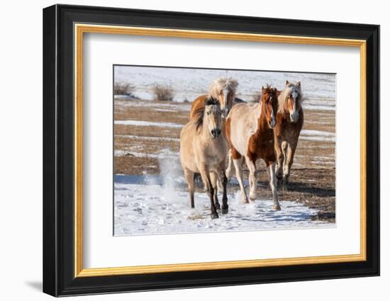 USA, Colorado, Westcliffe. Herd of mixed breed horses running in the snow.-Cindy Miller Hopkins-Framed Photographic Print