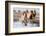 USA, Colorado, Westcliffe. Herd of mixed breed horses running in the snow.-Cindy Miller Hopkins-Framed Photographic Print