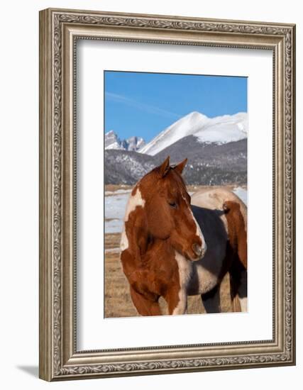 USA, Colorado, Westcliffe. Paint horse.-Cindy Miller Hopkins-Framed Photographic Print