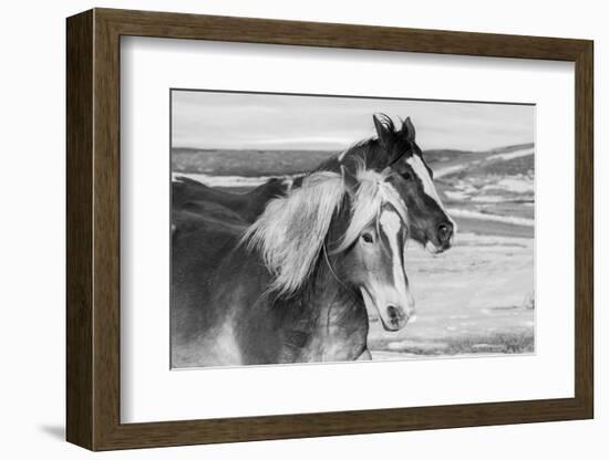USA, Colorado, Westcliffe. Ranch horses in winter.-Cindy Miller Hopkins-Framed Photographic Print