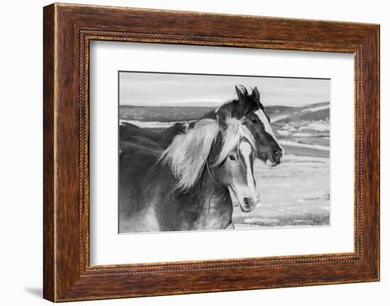 USA, Colorado, Westcliffe. Ranch horses in winter.-Cindy Miller Hopkins-Framed Photographic Print