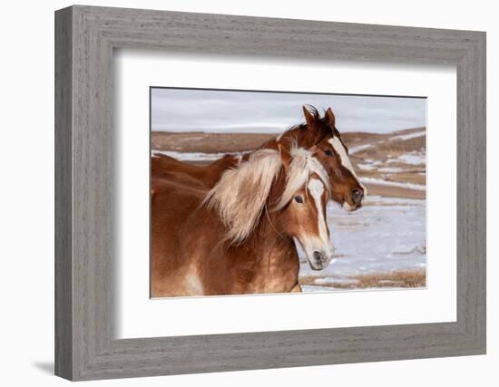 USA, Colorado, Westcliffe. Ranch horses in winter.-Cindy Miller Hopkins-Framed Photographic Print