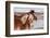 USA, Colorado, Westcliffe. Ranch horses in winter.-Cindy Miller Hopkins-Framed Photographic Print