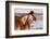 USA, Colorado, Westcliffe. Ranch horses in winter.-Cindy Miller Hopkins-Framed Photographic Print