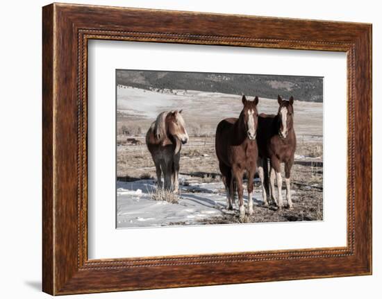 USA, Colorado, Westcliffe. Sorrel horses with draft horse.-Cindy Miller Hopkins-Framed Photographic Print