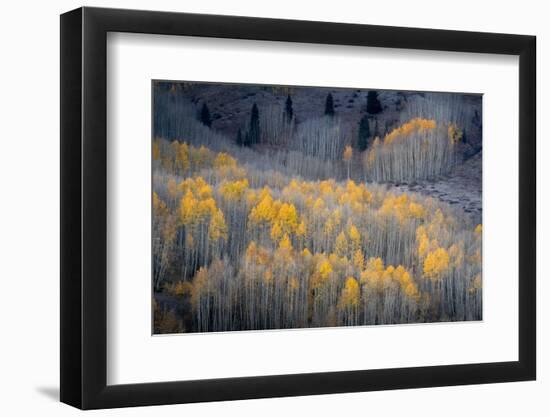 USA, Colorado, White River National Forest. Aspen forest in autumn.-Jaynes Gallery-Framed Photographic Print