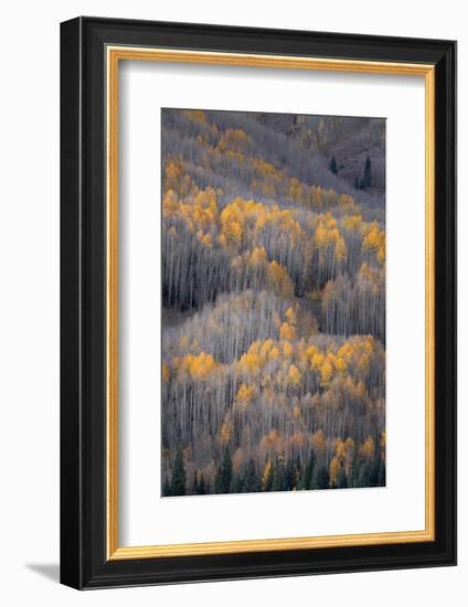 USA, Colorado, White River National Forest. Aspen forest in autumn.-Jaynes Gallery-Framed Photographic Print