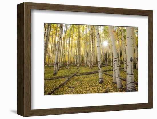 USA, Colorado, White River National Forest, aspen trees-Charles Gurche-Framed Photographic Print