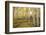 USA, Colorado, White River National Forest, aspen trees-Charles Gurche-Framed Photographic Print