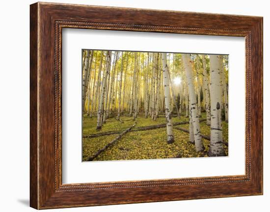 USA, Colorado, White River National Forest, aspen trees-Charles Gurche-Framed Photographic Print