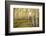 USA, Colorado, White River National Forest, aspen trees-Charles Gurche-Framed Photographic Print