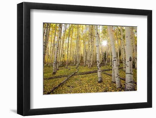 USA, Colorado, White River National Forest, aspen trees-Charles Gurche-Framed Photographic Print