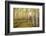 USA, Colorado, White River National Forest, aspen trees-Charles Gurche-Framed Photographic Print