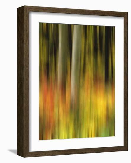 USA, Colorado, White River National Forest. Autumn color in forest abstract.-Jaynes Gallery-Framed Photographic Print