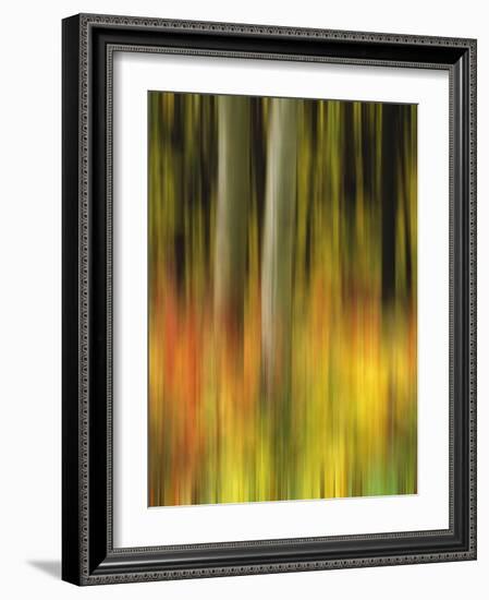 USA, Colorado, White River National Forest. Autumn color in forest abstract.-Jaynes Gallery-Framed Photographic Print