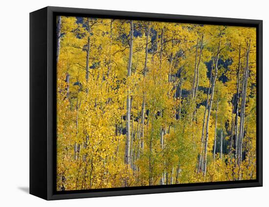 USA, Colorado, White River National Forest, Autumn Colored Grove of Quaking Aspen-John Barger-Framed Premier Image Canvas