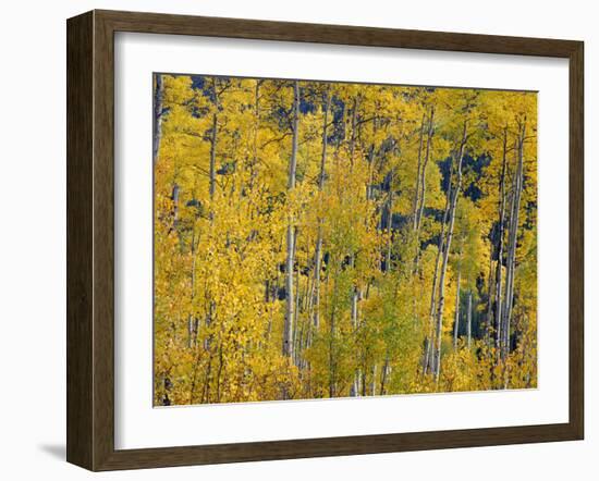 USA, Colorado, White River National Forest, Autumn Colored Grove of Quaking Aspen-John Barger-Framed Photographic Print