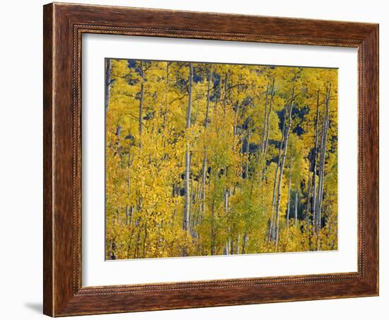 USA, Colorado, White River National Forest, Autumn Colored Grove of Quaking Aspen-John Barger-Framed Photographic Print