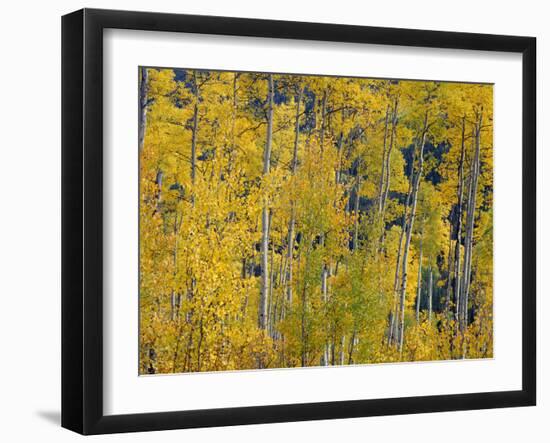 USA, Colorado, White River National Forest, Autumn Colored Grove of Quaking Aspen-John Barger-Framed Photographic Print