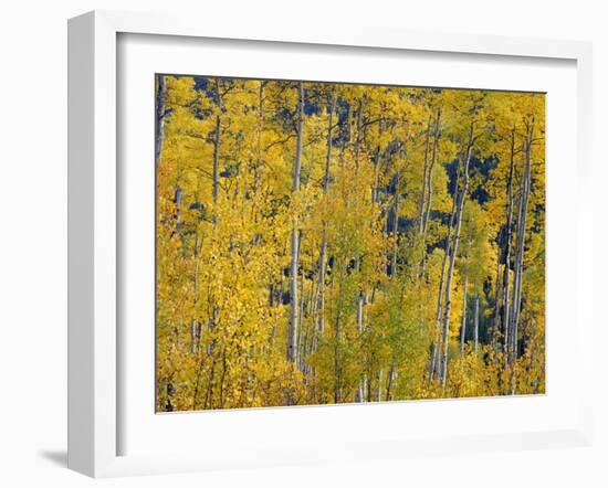 USA, Colorado, White River National Forest, Autumn Colored Grove of Quaking Aspen-John Barger-Framed Photographic Print